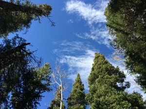 Tall trees on the trail to Panorama Point.