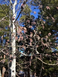 Aspen blooming